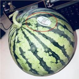 早期网红吃瓜,揭秘网络红人幕后故事 第3张 早期网红吃瓜,揭秘网络红人幕后故事 第3张